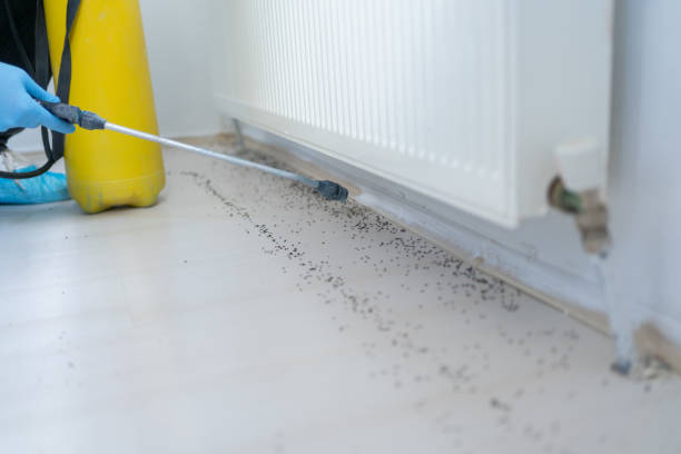 Insect Control in Crystal City, MO